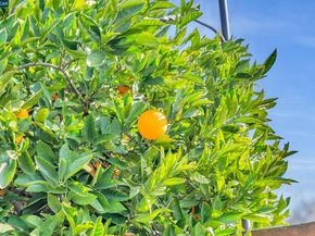 112 Danvilla Ct, Danville CA 94526