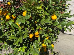 2672 Watson St, Castro Valley CA 94546