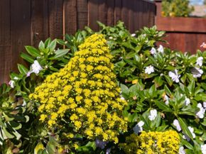 239 Prague Street, San Mateo CA 94401