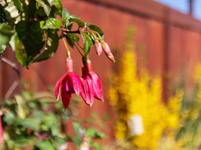 239 Prague Street, San Mateo CA 94401