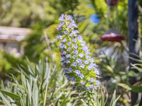 355 Santa Cruz Street, Boulder Creek CA 95006