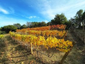 17035 Bohlman Road, Saratoga CA 95070