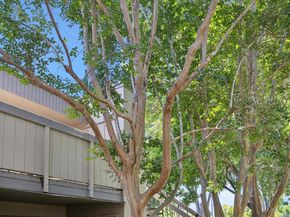 801 California Avenue F, Sunnyvale CA 94086