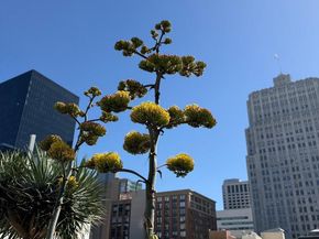 301 Mission Street 23H, San Francisco CA 94105