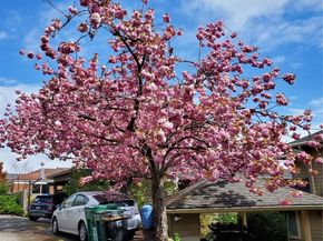 6845 52nd Avenue NE, Seattle WA 98115