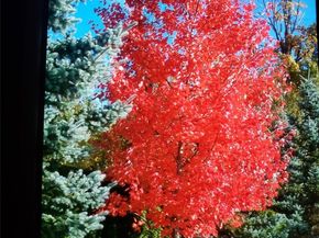 538 241st Lane SE, Sammamish WA 98074