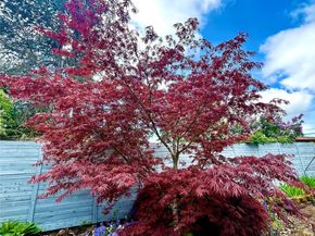 15153 SE Newport Way, Bellevue WA 98006