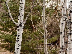 3048 Vivian Street, Wheat Ridge CO 80215