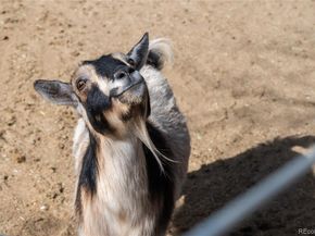 4695 Parfet Street, Wheat Ridge CO 80033