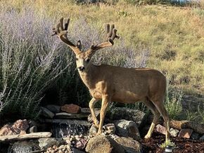 23953 E Roxbury Place, Aurora CO 80016