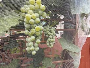 6598 W 96th Drive, Westminster CO 80021