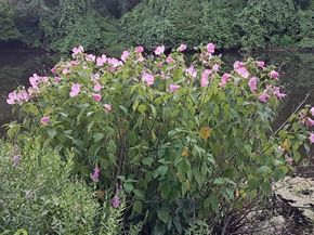 9 Woloski Park, Middleboro MA 02346