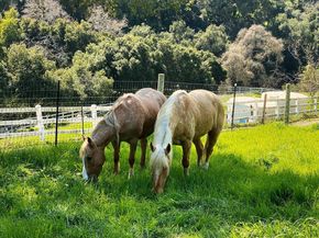 14411 Shannon Road, Los Gatos CA 95032