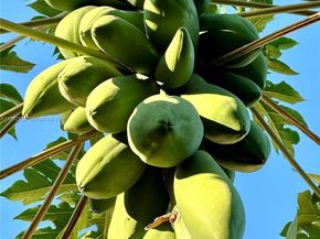 11117 SW 122nd Ct, Miami FL 33186