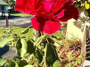 11117 SW 122nd Ct, Miami FL 33186