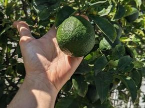 3258 Tyler Street, Carlsbad CA 92008