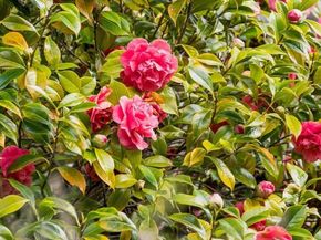 233 Capricorn Ave, Oakland CA 94611