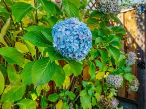 2461 Trenton Dr, San Bruno CA 94066