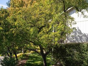 900 Terra California Drive #2 Unit 2, Walnut Creek CA 94595