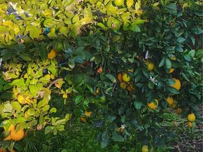 1934 Vineyard, Los Angeles CA 90016