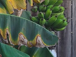 1934 Vineyard, Los Angeles CA 90016