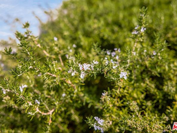 4640 Mary Ellen Avenue, Sherman Oaks CA 91423