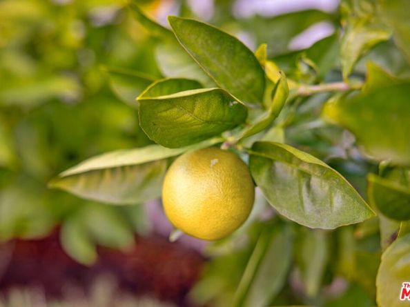 4640 Mary Ellen Avenue, Sherman Oaks CA 91423