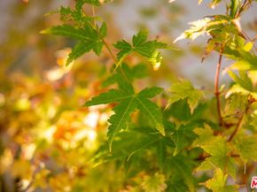 4640 Mary Ellen Avenue, Sherman Oaks CA 91423