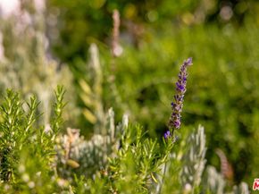 4640 Mary Ellen Avenue, Sherman Oaks CA 91423