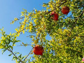 15216 Antelo Place, Los Angeles CA 90077