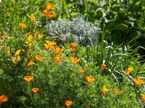 731 Grizzly Peak Blvd, Berkeley CA 94708