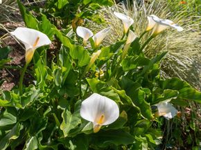 731 Grizzly Peak Blvd, Berkeley CA 94708