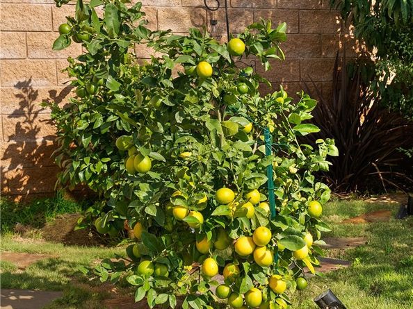 27628 Evergreen Place, San Pedro CA 90732