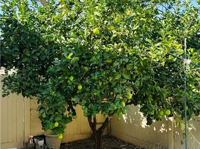 6641 Eucalyptus Ave, Chino CA 91710