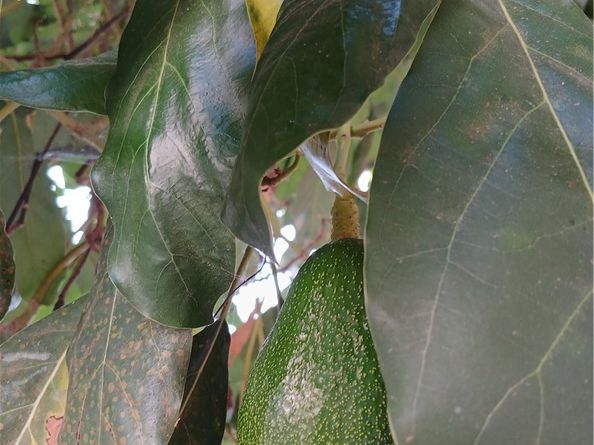 3531 N Figueroa, Los Angeles CA 90065