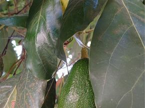 3531 N Figueroa, Los Angeles CA 90065