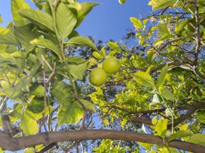 6568 Belhaven Court, Rancho Cucamonga CA 91701