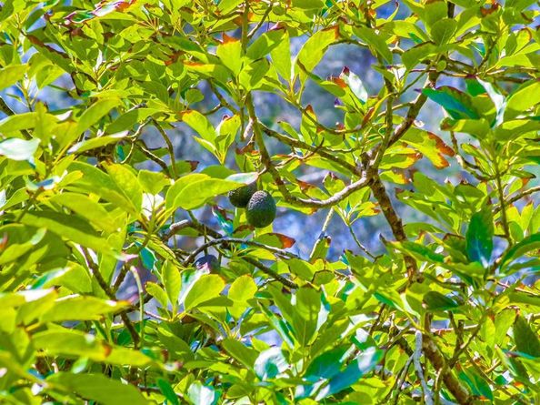 2854 Albatross Street, San Diego CA 92103