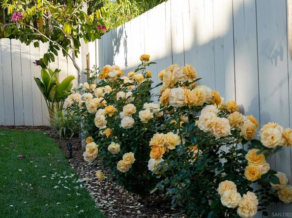 339 Rancho Santa Fe Rd, Encinitas CA 92024