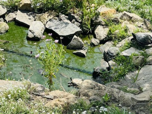 5782 Calpine Drive, Malibu CA 90265