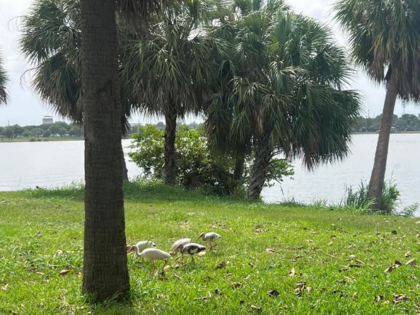 2020 Lake Osborne Drive 10, Lake Worth Beach FL 33461