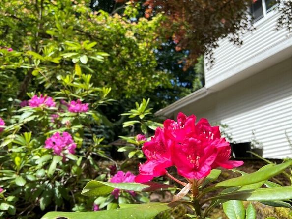 17955 SE 60th Street, Bellevue WA 98006