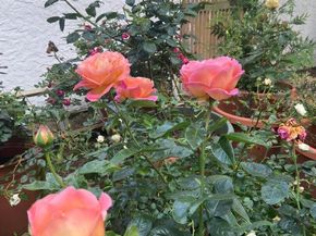 74 Brookline Avenue, Long Beach NY 11561