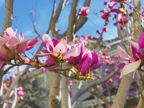 509 Porpoise Bay Terrace C, Sunnyvale CA 94089