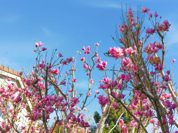 509 Porpoise Bay Terrace C, Sunnyvale CA 94089