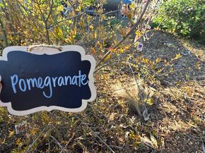14200 Sycamore Avenue, San Martin CA 95046