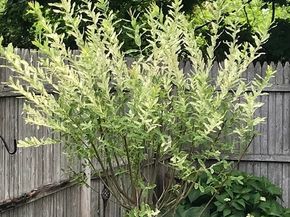 76 Business St, Boston MA 02136