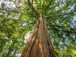 4 Leslie Road, Winchester MA 01890