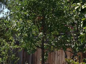 541 Madera Avenue, San Jose CA 95112