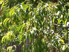 541 Madera Avenue, San Jose CA 95112